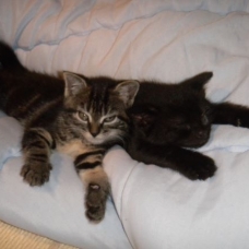 Image pour l'annonce DONNE (contre bons soins) ADORABLES CHATONS