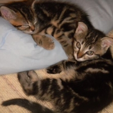 Image pour l'annonce DONNE (contre bons soins) ADORABLES CHATONS
