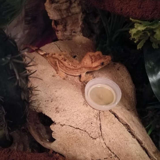 Image pour l'annonce Vends Gecko à crête femelle avec tout le matériel nécessaire