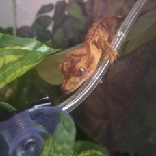 Image pour l'annonce Vends Gecko à crête femelle avec tout le matériel nécessaire