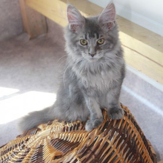 Image pour l'annonce Magnifiques chatons Maine Coon