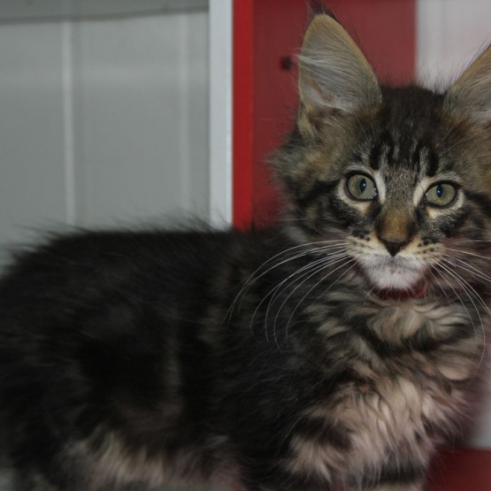 Image pour l'annonce Magnifiques chatons Maine Coon