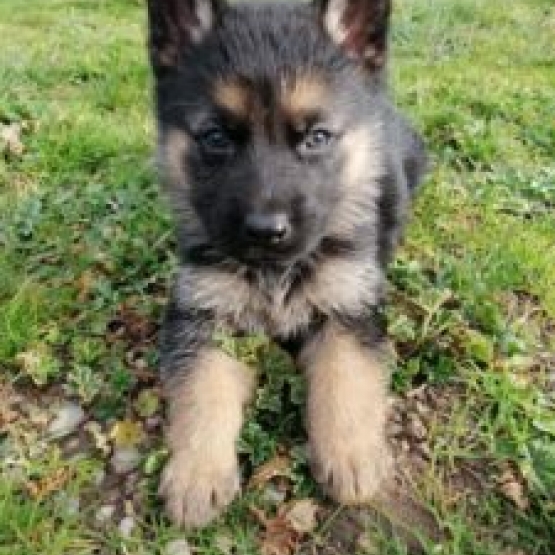 Image pour l'annonce Chiots Berger Allemand