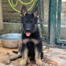 Image pour l'annonce Chiots Berger Allemand