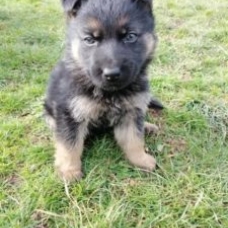 Image pour l'annonce Chiots Berger Allemand