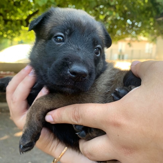 Image pour l'annonce chiots Berger Belge Malinois