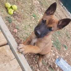 Image pour l'annonce chiots Berger Belge Malinois