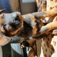 Image pour l'annonce chiots Berger Belge Malinois