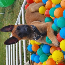 Image pour l'annonce chiots Berger Belge Malinois