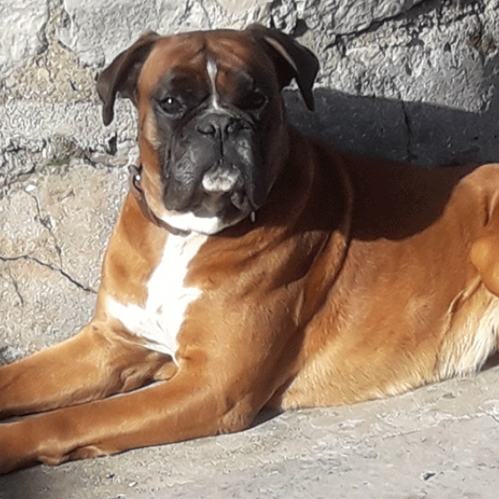 Image pour l'annonce Beau boxer cherche copine pour faire de beaux bébés