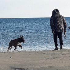 Image pour l'annonce Beau boxer cherche copine pour faire de beaux bébés