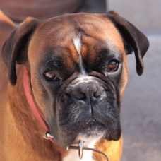 Image pour l'annonce Beau boxer cherche copine pour faire de beaux bébés