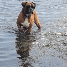 Image pour l'annonce Beau boxer cherche copine pour faire de beaux bébés