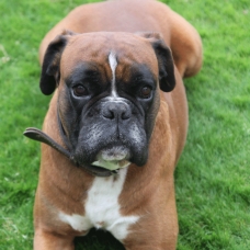 Image pour l'annonce Beau boxer cherche copine pour faire de beaux bébés