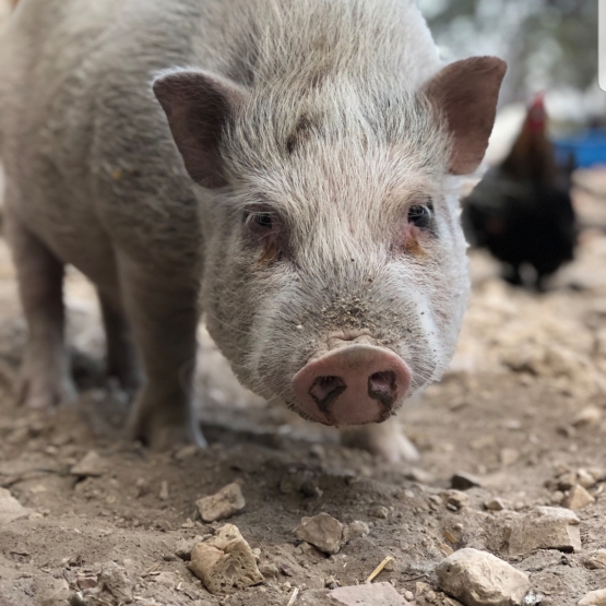 Image pour l'annonce Donne cochon Nain 1 an