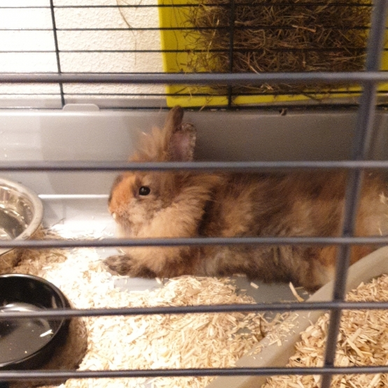 Image pour l'annonce Lapin  angora