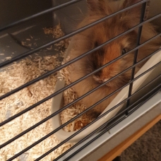 Image pour l'annonce Lapin  angora