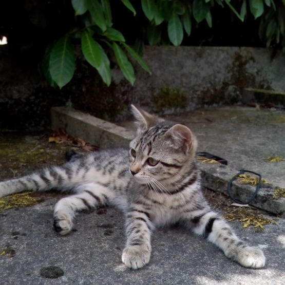 Image pour l'annonce Donne chaton femelle tigré type européen de 3 mois