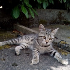 Image pour l'annonce Donne chaton femelle tigré type européen de 3 mois