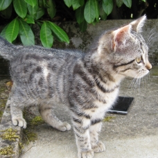 Image pour l'annonce Donne chaton femelle tigré type européen de 3 mois