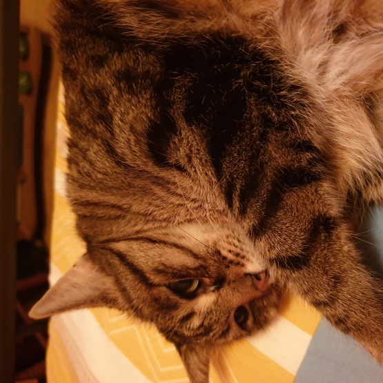 Image pour l'annonce Donne chatte type européen