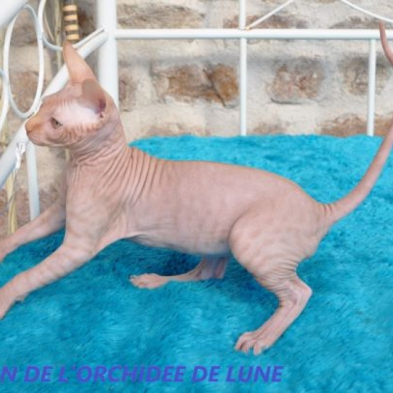 Image pour l'annonce Vends sphynx adultes+bb au loof non sterilises