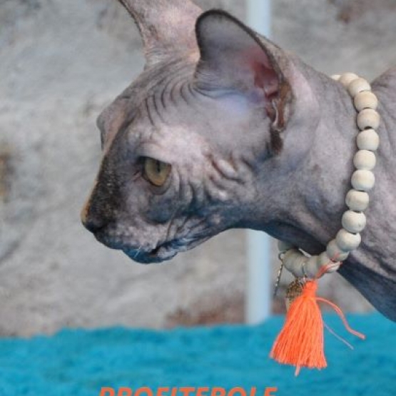 Image pour l'annonce Vends sphynx adultes+bb au loof non sterilises