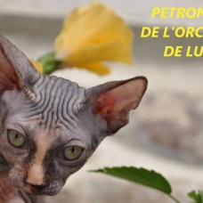 Image pour l'annonce Vends sphynx adultes+bb au loof non sterilises