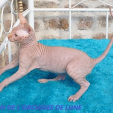 Image pour l'annonce Vends sphynx adultes+bb au loof non sterilises