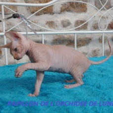 Image pour l'annonce Vends sphynx adultes+bb au loof non sterilises