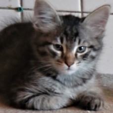 Image pour l'annonce Chatons sibériens LOOF
