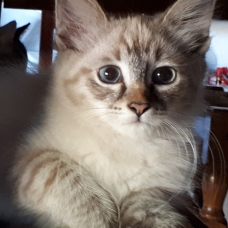 Image pour l'annonce Chatons sibériens LOOF