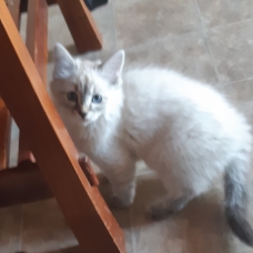 Image pour l'annonce Chatons sibériens LOOF
