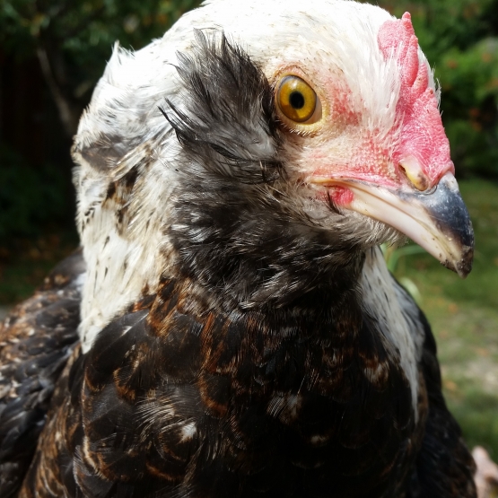 Image pour l'annonce Jeune coq faverolle souche allemande 4 mois