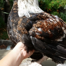 Image pour l'annonce Jeune coq faverolle souche allemande 4 mois