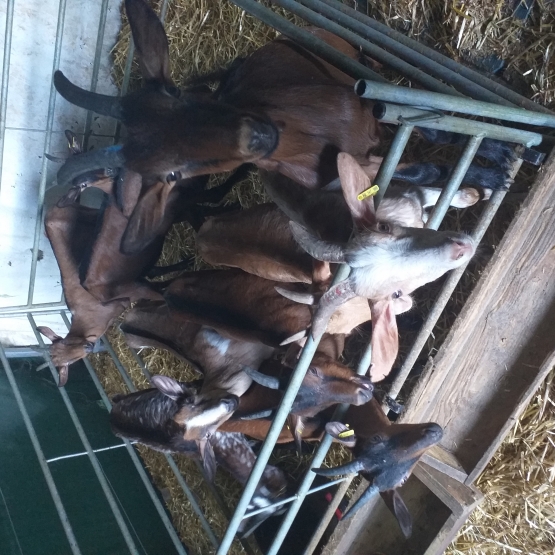 Image pour l'annonce Vend lot de chevrettes