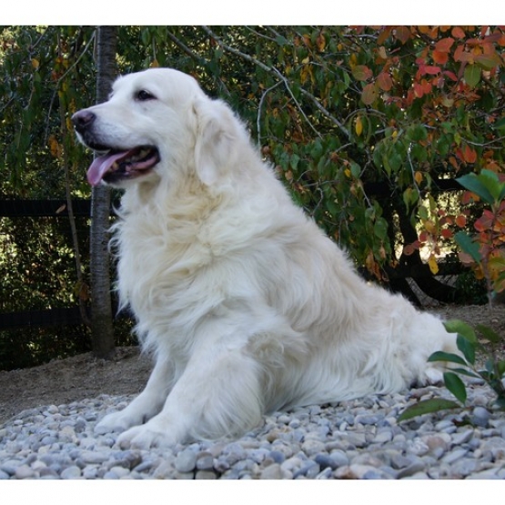 Image pour l'annonce Chiots Golden Retriever à réserver