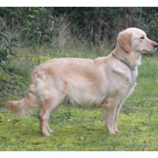 Image pour l'annonce Chiots Golden Retriever à réserver