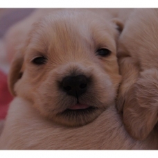 Image pour l'annonce Chiots Golden Retriever à réserver