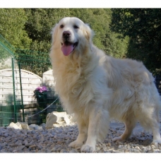 Image pour l'annonce Chiots Golden Retriever à réserver