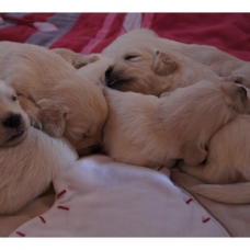 Image pour l'annonce Chiots Golden Retriever à réserver