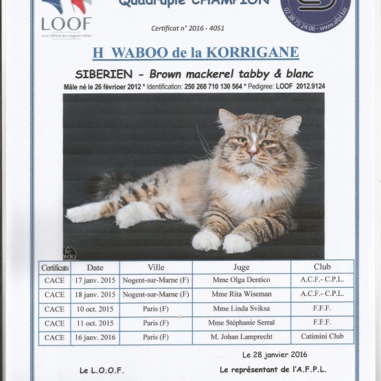 Image pour l'annonce magnifiques chatons sibériens loof à réserver naissance prévue 5 mars 2022