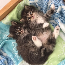 Image pour l'annonce magnifiques chatons sibériens loof à réserver naissance prévue 5 mars 2022