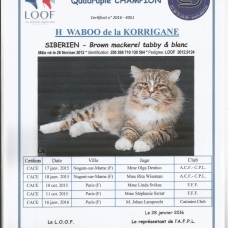 Image pour l'annonce magnifiques chatons sibériens loof à réserver naissance prévue 5 mars 2022