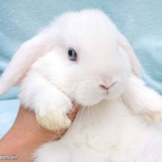 Image pour l'annonce lapin belier minilop