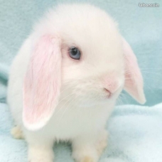 Image pour l'annonce lapin belier minilop