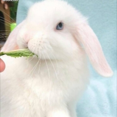 Image pour l'annonce lapin belier minilop