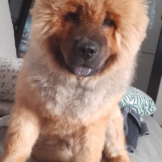 Image pour l'annonce Saillie chow chow
