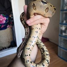 Image pour l'annonce Boa constrictor imperator Couple 1an