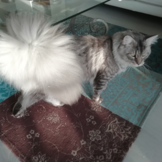 Image pour l'annonce Saillie Chat